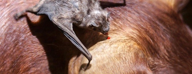 Medidas sanitarias tras brote de rabia en Puerto Iguazú