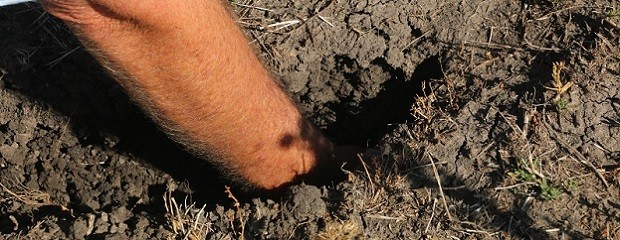 Extienden hasta fin de año la emergencia agropecuaria 