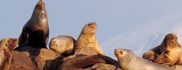 Gripe aviar: Confirman caso en mamíferos en Tierra del Fuego