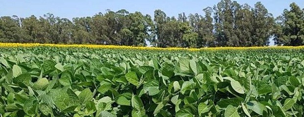 El 5% de las emisiones de bonos verdes se relacionan al agro