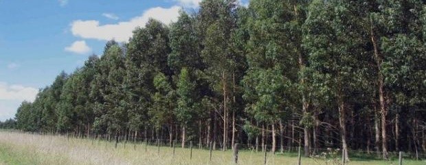 Se quintuplicó en un año el àrea forestal