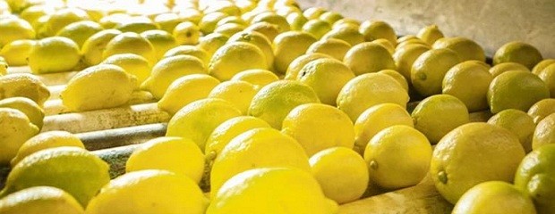 Llegó a Europa el primer cargamento de limones orgánicos 