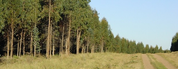 El INTA exporta genética forestal de alta calidad