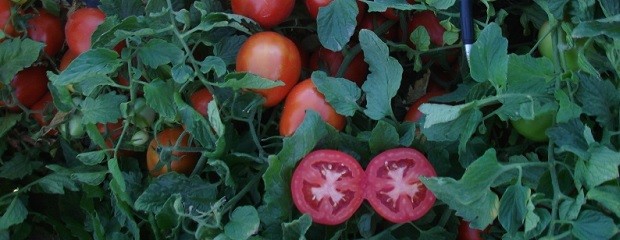 Confirman presencia de virus rugoso del tomate en Luján