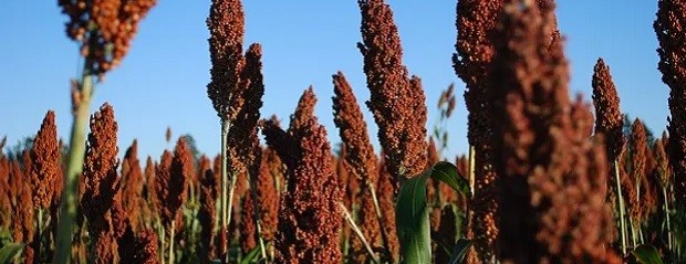 Creció el área con sorgo en Entre Ríos