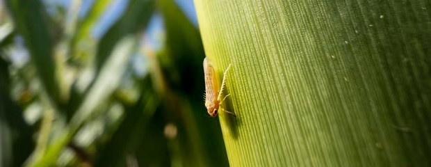 Lanzan créditos para productores afectados por chicharrita