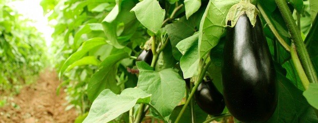 Buenas prácticas agrícolas en la producción de hortalizas