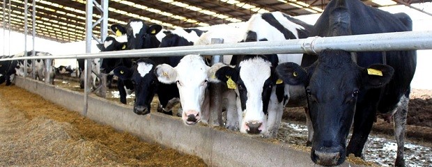 Producción de leche refleja una caída del 14% interanual 