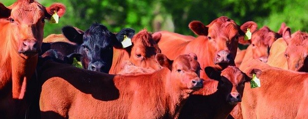 Mayo registró un menor número de animales enviados a faena