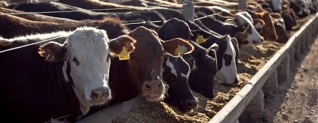 Feedlots cerraron mayo con 100 mil animales más que en abril