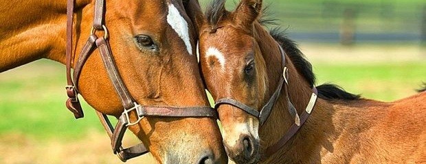 Argentina retoma las exportaciones de equinos a Chile