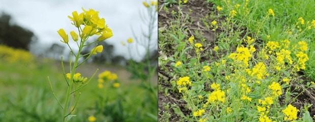 Lanzan una nueva guía para el manejo y control de crucíferas