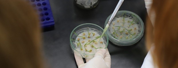 Investigadores buscan aumentar el tamaño del grano de trigo