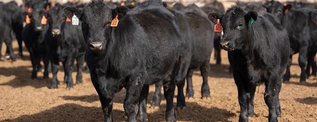 Cambios para la exportación en Argentina tuvieron impacto