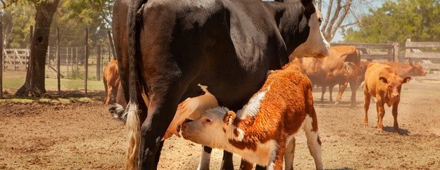 Vacunación estratégica en el Plan de Brucelosis Bovina