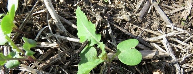 Brassicaceas: el 44% tiene condición entre buena y muy buena