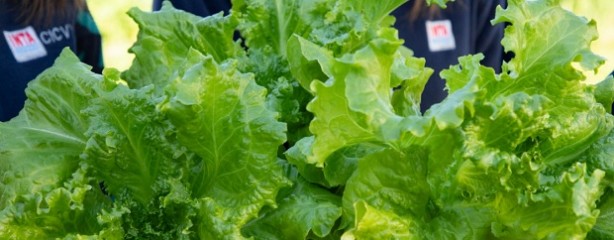 Presentan una lechuga que posee mayor cantidad de hojas