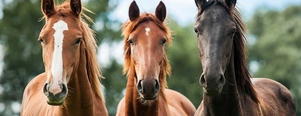 Pautas para la prevención de la encefalomielitis equina