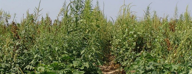 Alertan por resistencia múltiple de Amaranthus palmeri