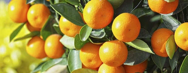 Citrus: combate la Mosca de los Frutos con insumo biológico