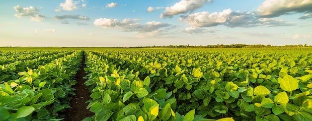 Niña débil y corta, el mejor escenario que se podía prever