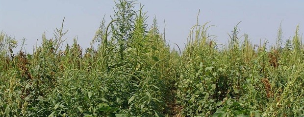 Malezas resistentes a herbicidas desafían a la agricultura