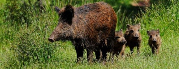 Avanza el proyecto de ley para controlar jabalíes y ciervos