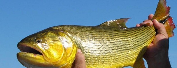 Se sancionó la Ley que prohíbe la pesca comercial del dorado