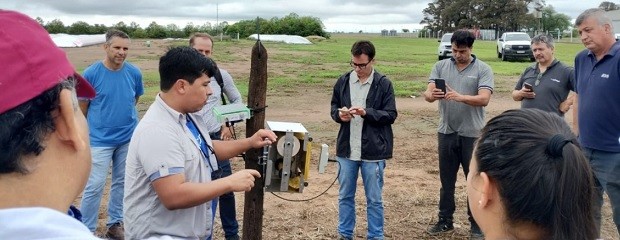 Acciones de monitoreo y manejo de la chicharrita del maíz