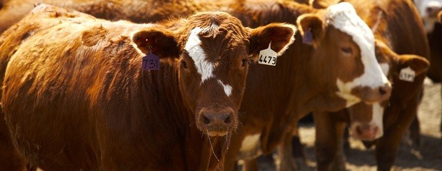 En noviembre cayó la cantidad de animales en feedlots