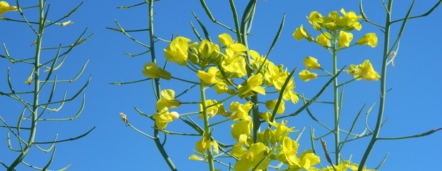 Caería un 12% la producción de brassicaceas en Entre Ríos