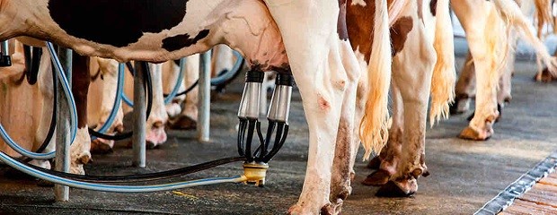 Se espera un 5,7 % de aumento en la producción de leche